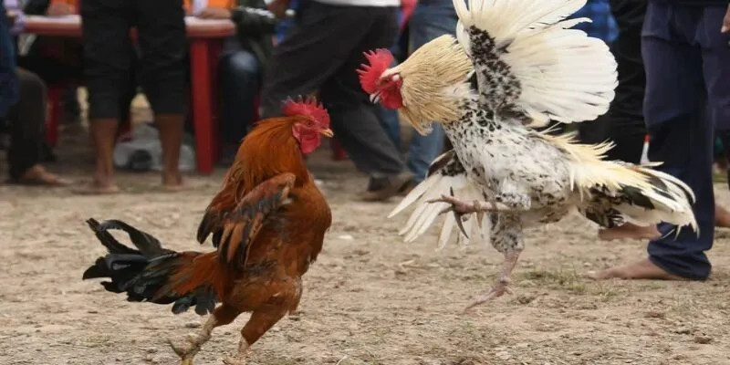 Chiến thuật đặt cược đá gà Sin88 bất bại