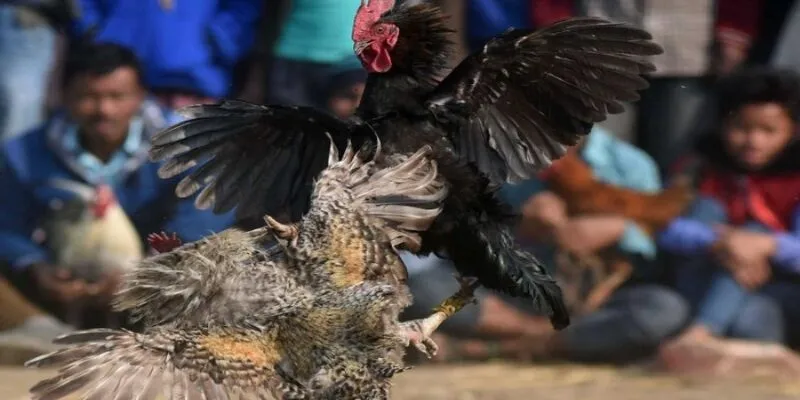 Luật chơi đá gà Sin88 chi tiết cho người mới